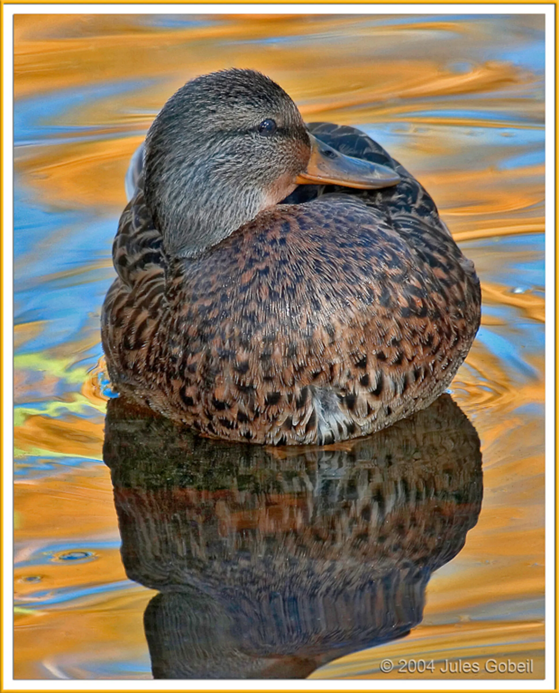 Cane colvert dans l'or automnal