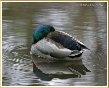 Canard colvert au repos (M)