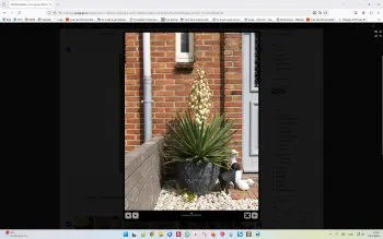 yucca-2