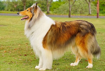 collie